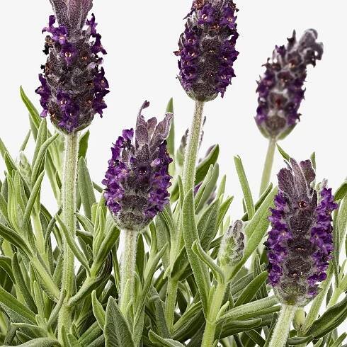 LAVANDULA Potted plant - Lavender 12 cm