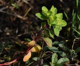 Pryšec kolovratec (Euphorbia helioscopia)