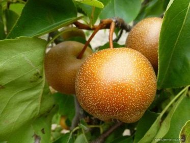 Hrušen písečná Chojuro - větve s plody (Pyrus pyrifolia)