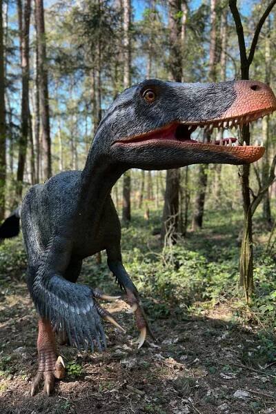 Dinosaur 102: Utahraptor at the Mönchehagen Dinosaur Park