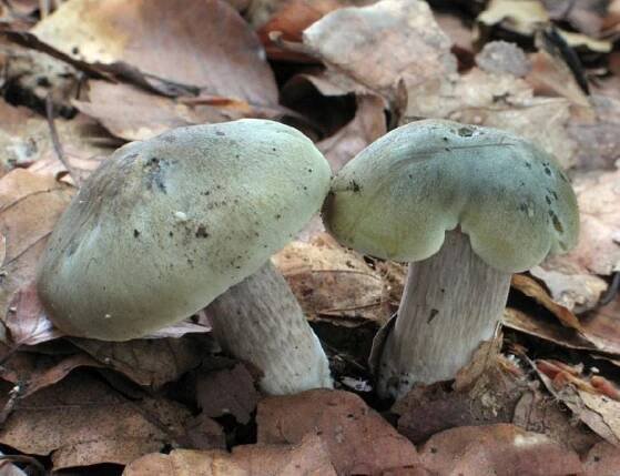Čirůvka mýdlová (Tricholoma saponaceum)