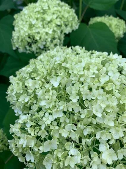 Bloom Report – June 21, 2022