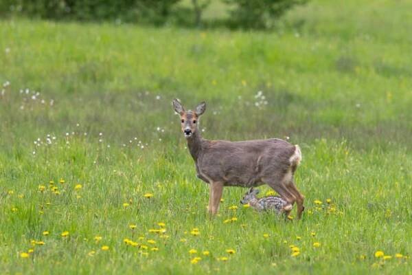 samice srnce (capreolus capreolus) s plavou - srnec - stock snímky, obrázky a fotky
