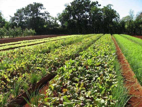 CUBAN AGRICULTURE – Daniel W Spink