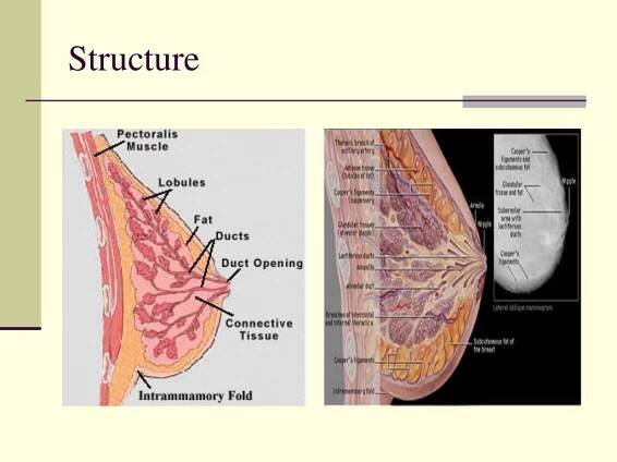 PPT - Benign Breast Problems PowerPoint Presentation, free download - ID:214729
