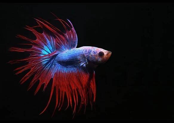 Bojovnice pestrá var. Crowntail