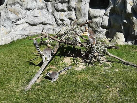 Život v olomoucké zoo běží dál i bez návštěvníků | Hanácký Večerník | Zpravodajství z Olomouce a okolí