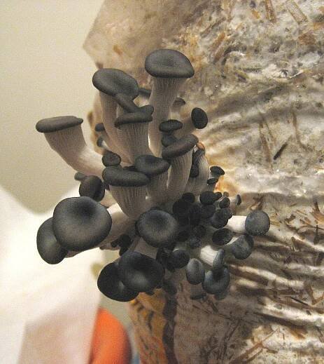 Agaricales — Wikipédia