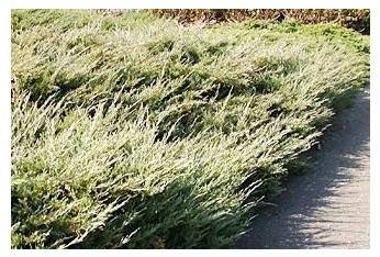 Juniperus horizontalis ´Hughes´ Jalovec polehlý ´Hughes´