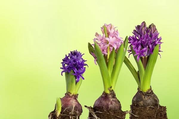 Chcete si urychlit hyacinty na Vánoce? Pak máte nejvyšší čas