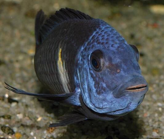 Tropheus duboisi