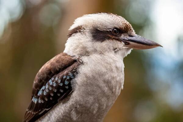 Kookaburra