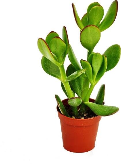 Crassula portulacea - strom peněz - v květináči 5,5 cm