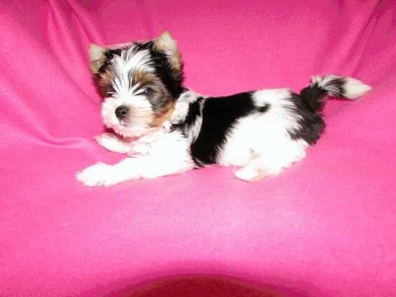 Biewer yorkshire terrier na prodej — Dogva.com