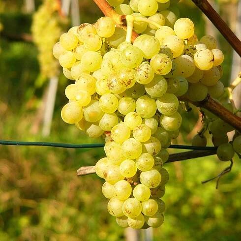 Müller-Thurgau (Riesling-Silvaner) – St. Galler Wein