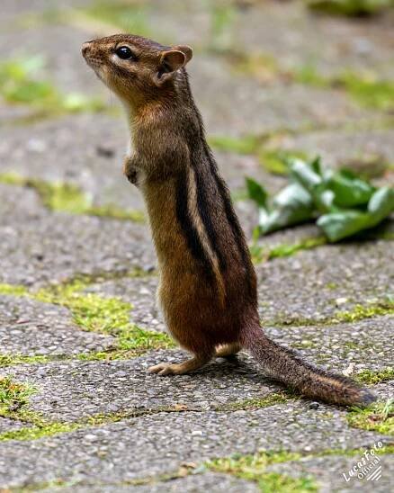 Chipmunk