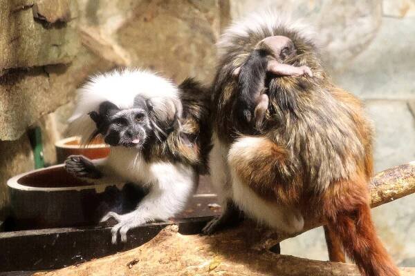 Vzácná mláďata v Zoo Hodonín: Přijďte se podívat na ohrožené opičky tamaríny pinčí