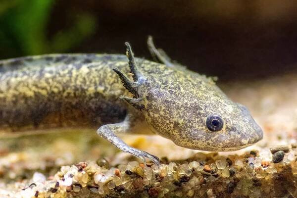 closeup of an axolotl