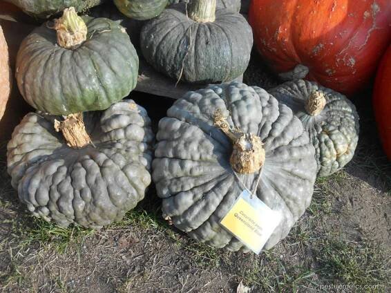 Tykev obecná Queensland Blue (Cucurbita pepo), plody, plodenství