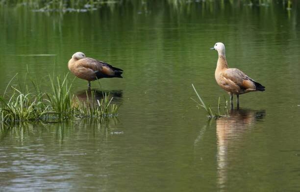 šeltie ruddy v jezírku na malém ostrově, pár shelducks ruddy ve vodě, husy v jezeře za slunečného dne - husice rezavá - stock snímky, obrázky a fotky