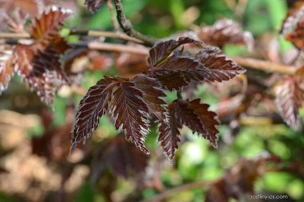 Buk lesní Rohan Weeping (Fagus sylvatica), listy