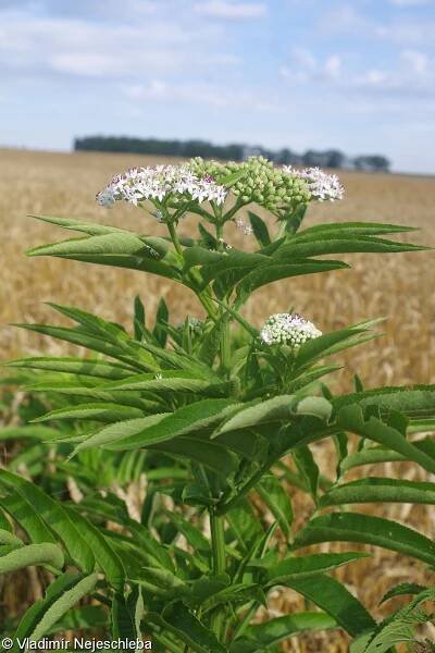 Sambucus ebulus – bez chebdí • Pladias: Databáze české flóry a vegetace