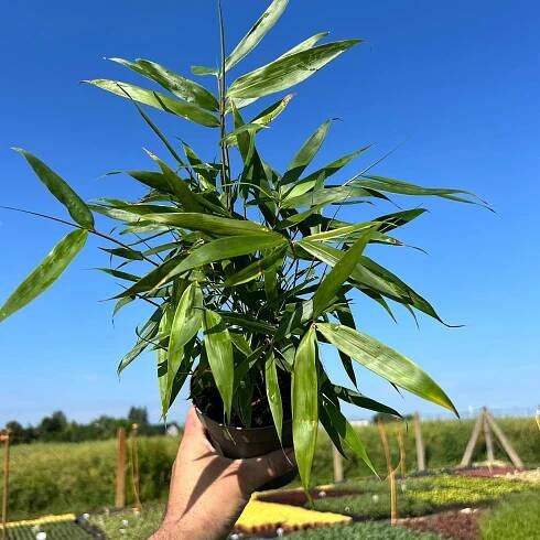 BAMBUS Kupový PINGWU Velká Sazenice 1,2 l IDEÁLNÍ ŽIVÝ PLOT TLUMÍ HLUK Země Polsko