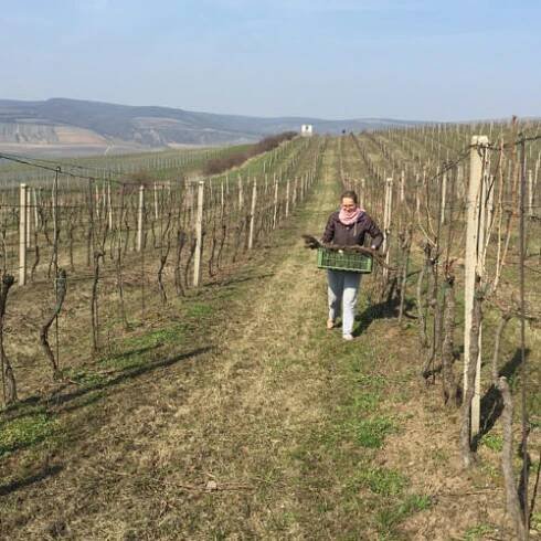 Filiberk – Rodinné vinařství v Kobylí