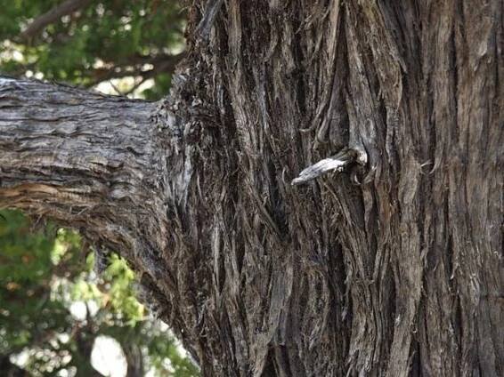 Austrocedrus chilensis