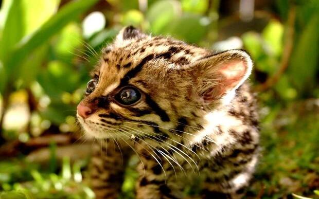 /album/fotogalerie/ocelot-cub-7173-1280x800-jpg/