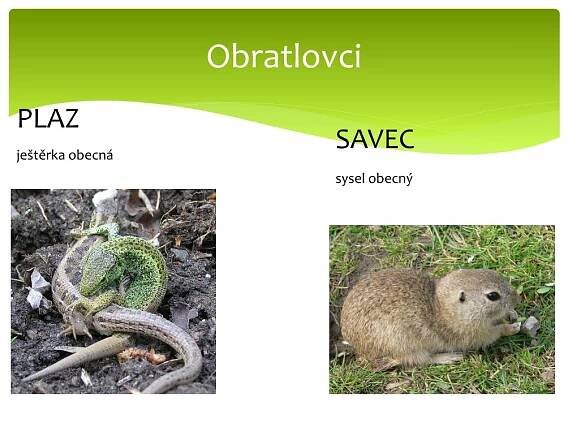 PPT - Ekosystém louka PowerPoint Presentation, free download - ID:4670850