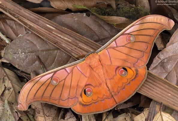 Antheraea helferi (Saturniidae) on litter