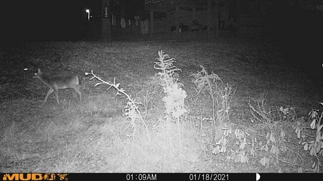 » Deer