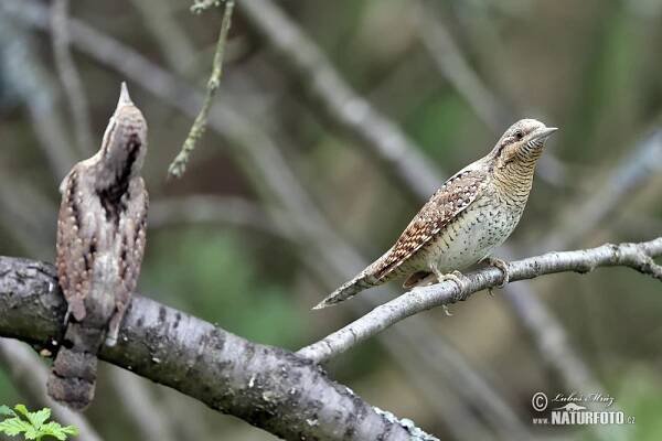 Krutihlav obecný | Naturfoto.cz
