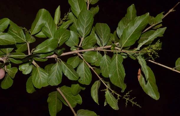 Sageretia thea – eFlora of India