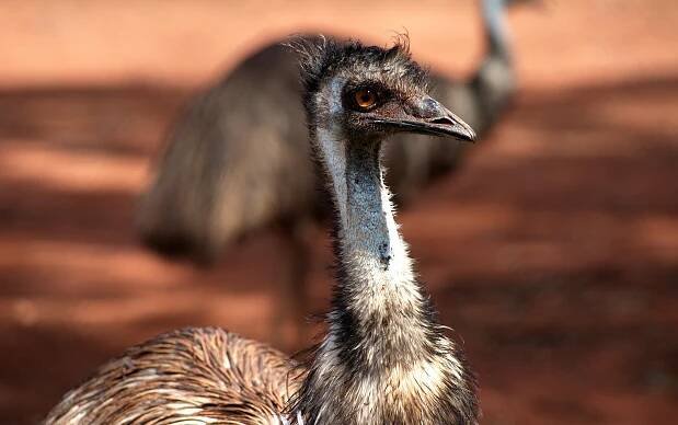 Základová fotografie na téma bokeh, detail, divočina, dromaius novaehollandiae, emu, fotografie divoké přírody, hnědá, hřiště
