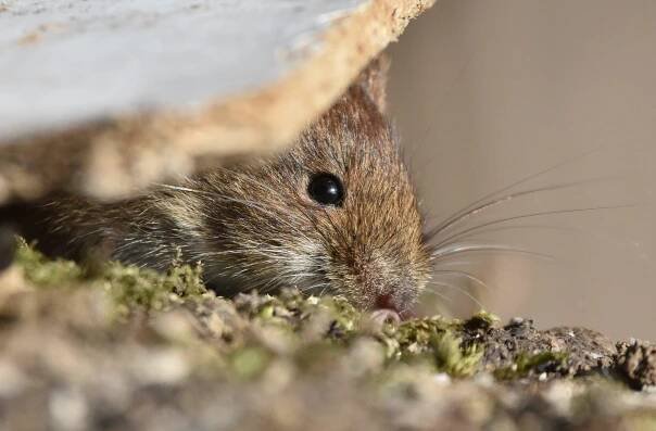 Mouse home