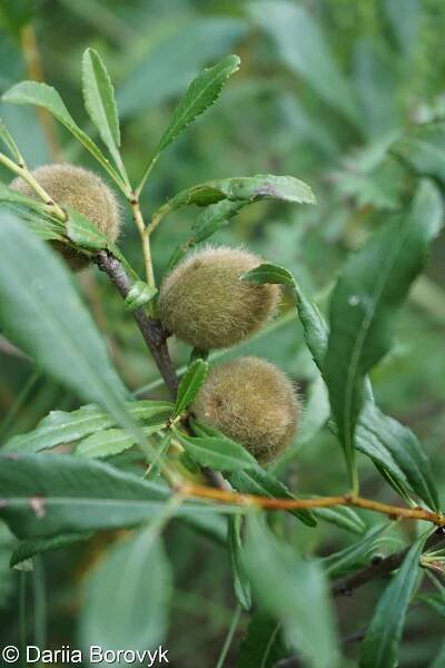 Prunus tenella – mandloň nízká