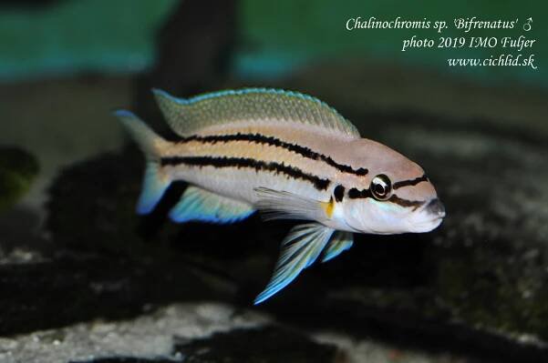 Chalinochromis-sp.-bifrenatus-(19)