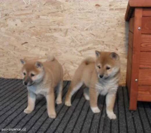 Kde je moje máma docela Shiba inu nové plyšové ště