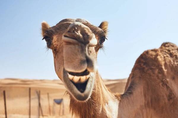 The Camel Farm