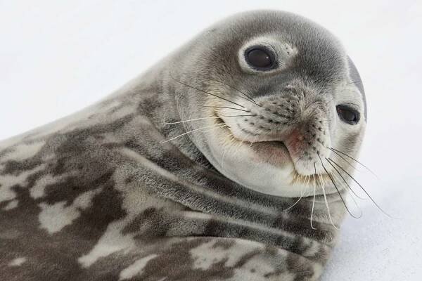 Marine Life Definition and Examples