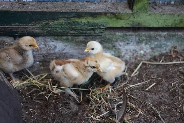 Velikonoční Chicks, Velikonoční Obrázky