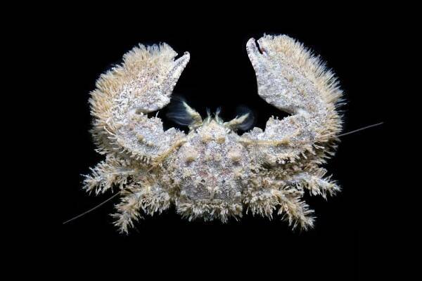 Crab Database · Krabi