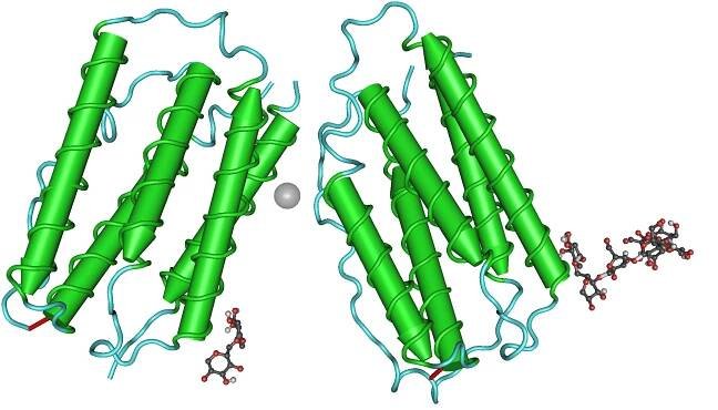 Interferon beta-1a