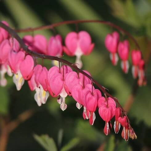 Srdcovka - Dicentra spectabilis - cibuloviny - 1 ks