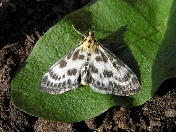 Anania hortulata - zavíječ zahradní