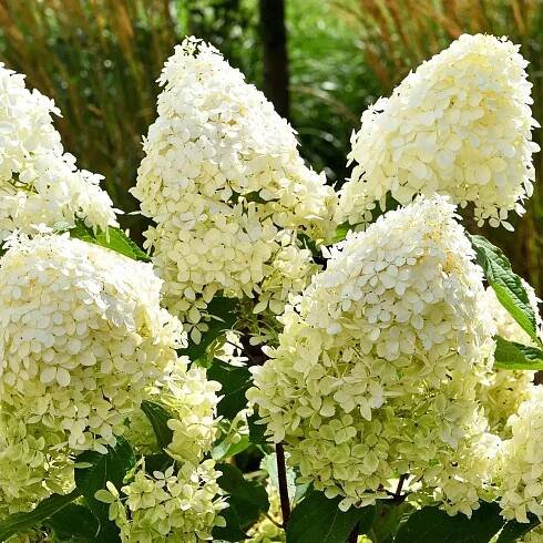Phantom Hydrangea