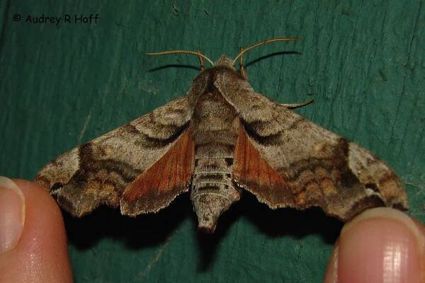 Lettered sphinx Deidamia inscriptum (Harris, 1839) | Butterflies and Moths of North America