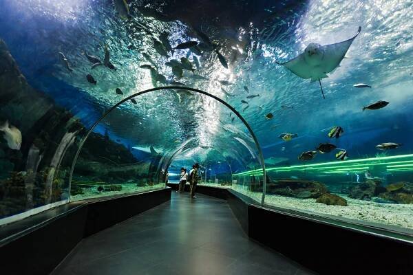 Visitors Walking Through an Underwater Aquarium Tunnel